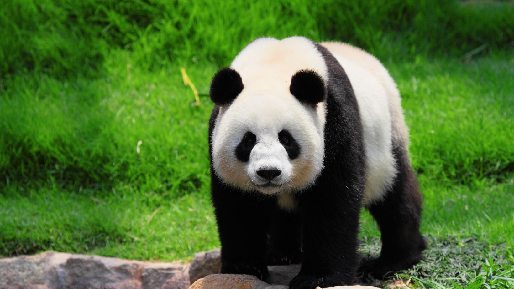 cute:xrdp1hlwwai= panda